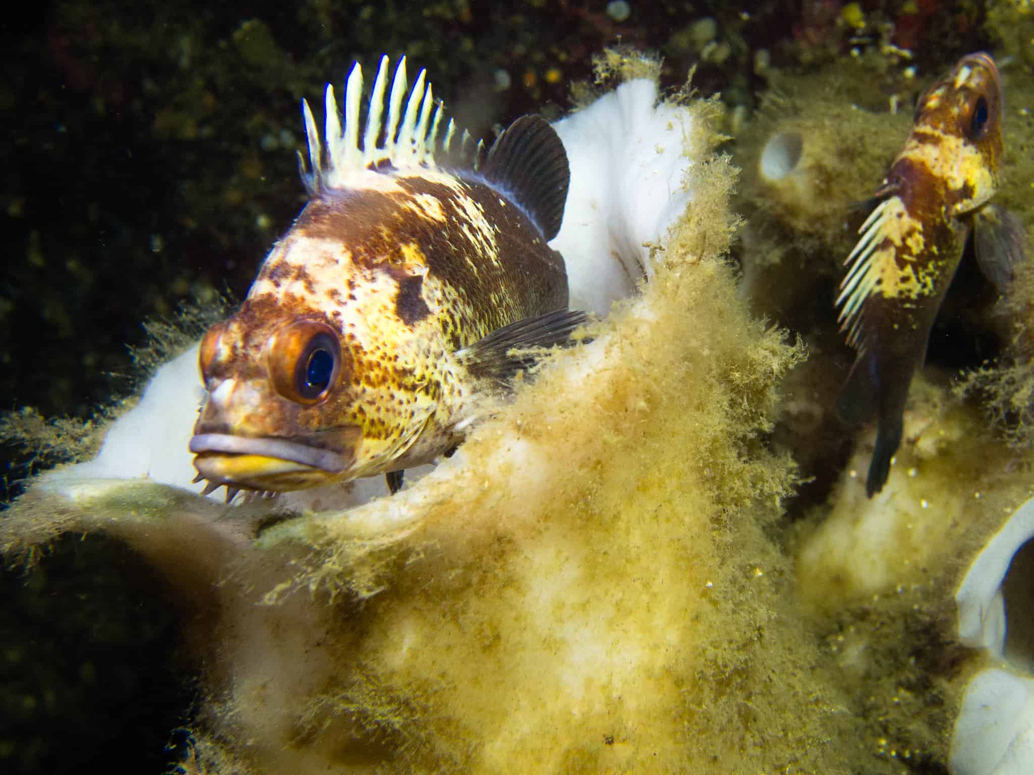 Rockfish 10 Surprising Facts about the Catch of the Day